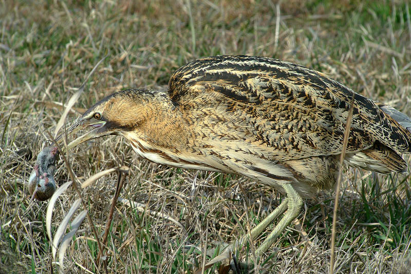 Tarabuso in Digiscoping